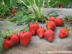 供应红颜草莓苗、甜宝草莓苗、甜查理草莓苗、丰香草莓苗、全明星草莓苗