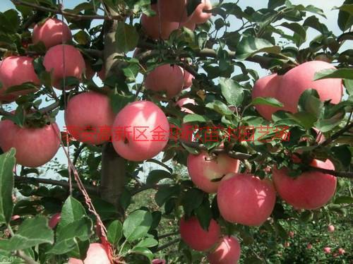 供应山东苹果苗新品种价格、新品种苹果苗供货商电话、新品种苹果苗批发价