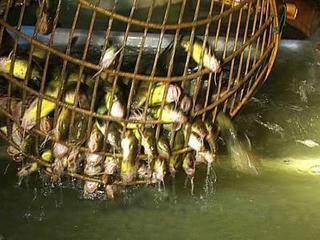 供应珠海黄颡鱼苗养殖，黄颡鱼价格，黄颡鱼苗出售
