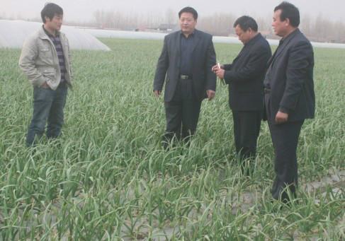 北京市金乡大蒜种子厂家供应金乡白皮大蒜种子