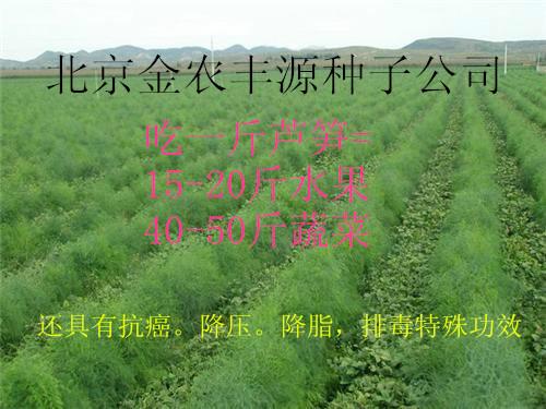 北京市秋芦笋种子供应厂家