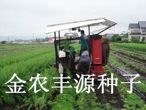 北京独家推荐日本黑田5寸胡萝卜种子供应