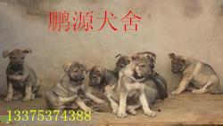 供应哈尔滨狼青犬养殖场卖3个月的幼崽