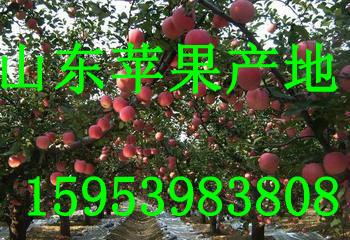 供应山东红富士苹果产地价格