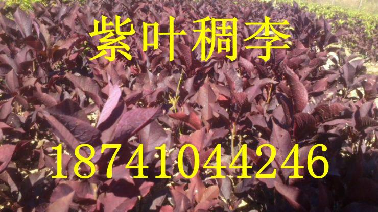 供应紫叶稠李，加拿大红缨