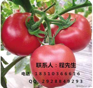 供应进口番茄种子　番茄种子批发　高产番茄种子图片