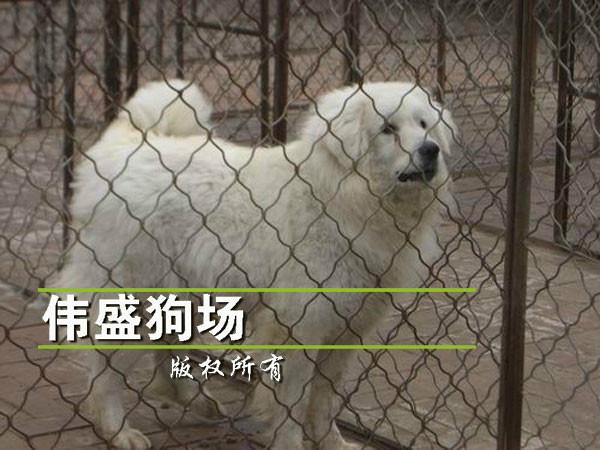 供应广州哪里有卖大白熊的