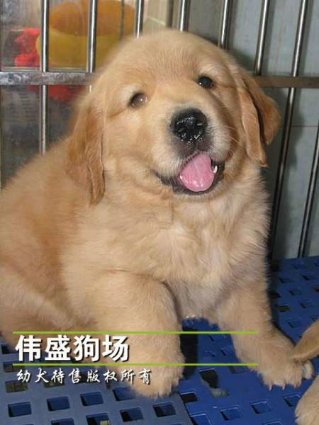 广州哪里有卖金毛犬