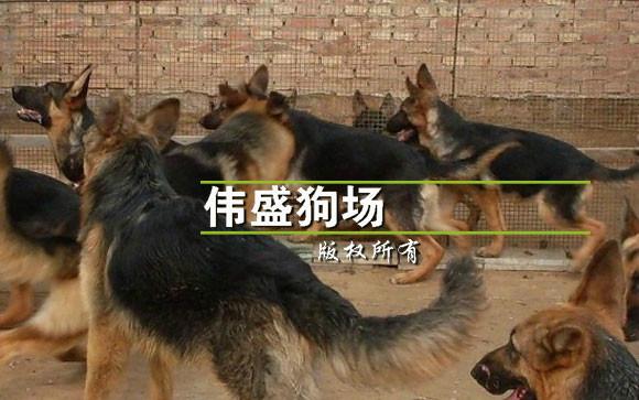 广州市广州哪里有卖德国牧羊犬厂家