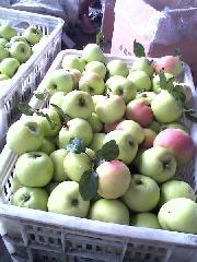 供应用于苹果批发的山东早熟苹果批发辽伏藤木苹果批发