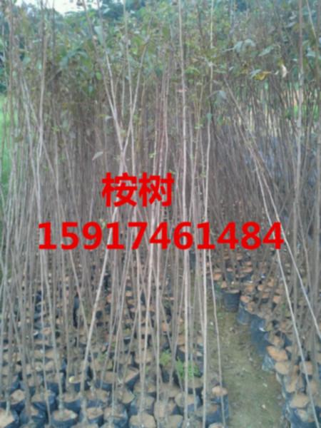 广州市凤凰木种苗报价厂家