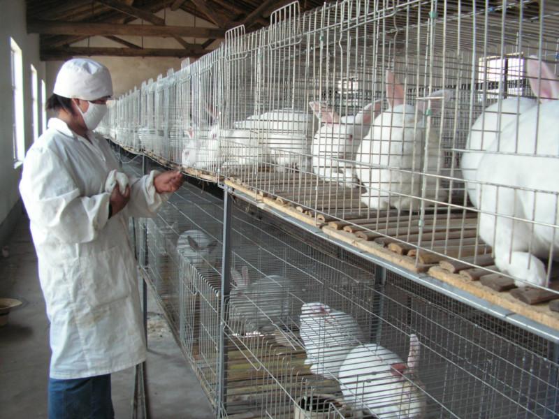 济宁市獭兔种兔厂家