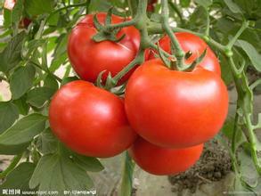 供应大棚优质番茄