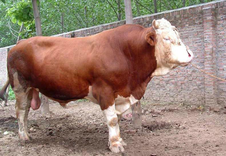 供应西门塔尔纯种改良牛犊优质小黄牛牛犊