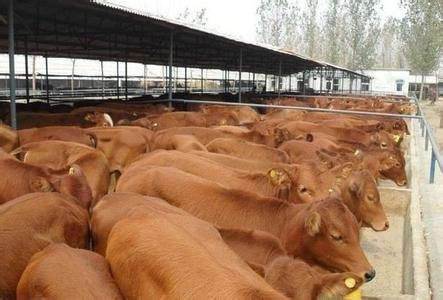 供应西门塔尔牛纯种改良小牛2-7个月