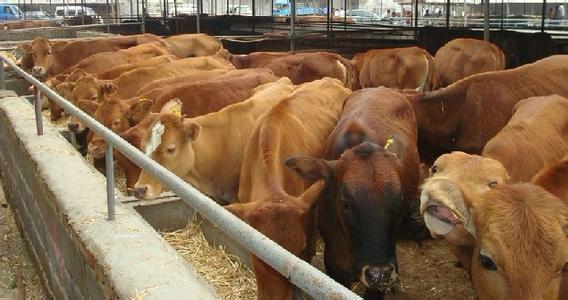 供应西门塔尔肉牛纯种改良肉牛牛犊图片