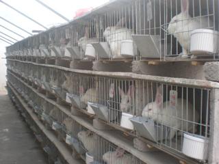 供应兔子养殖前景,兔子的养殖前景分析,兔子养殖加盟