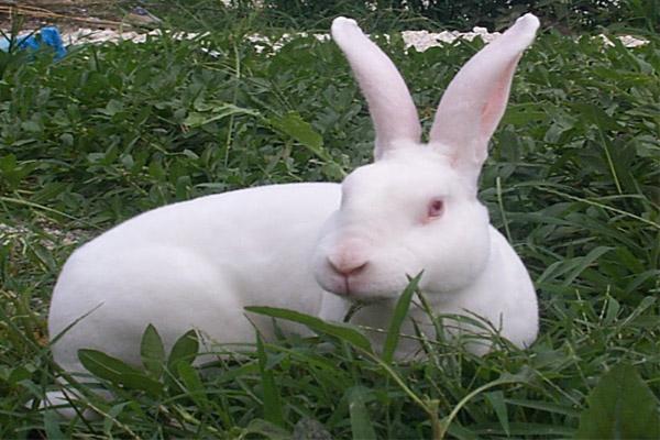 兔子养殖利润批发