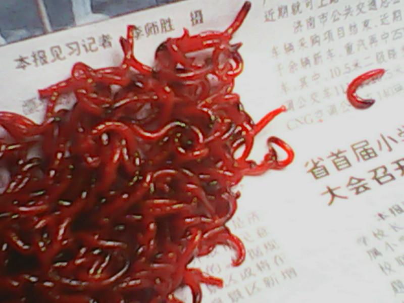 红虫批发野生特大号天津红虫冷冻红虫母虫鱼饵自己打捞价格低廉图片