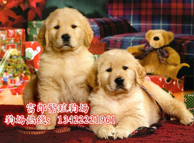 广州哪里有卖宠物狗 广州金毛幼犬价格多少 广州哪里有大型狗场