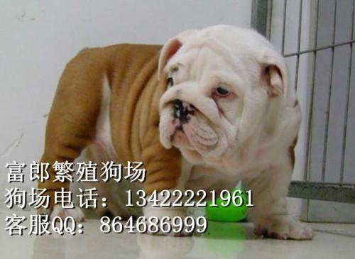 广州哪里有大型狗场 广州哪里有卖纯种英国斗牛犬 斗牛的价格多少