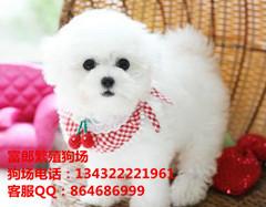 广州纯种比熊哪里有卖 富郎狗场 白色纽扣眼可爱比熊宝宝出售