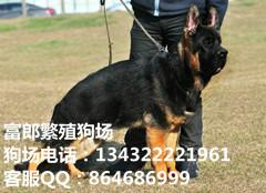 广州哪里有卖狼狗 纯种德国牧羊犬的价格多少 广州富郎狗场专业直销