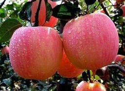 供应熊岳红富士苹果供应商供应熊岳当地红富士苹果
