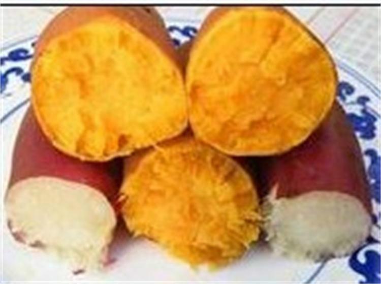 供应哪里有优质龙薯9号安徽固镇县红薯基地出产