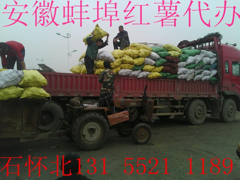 蚌埠市安徽红芋基地在哪里厂家