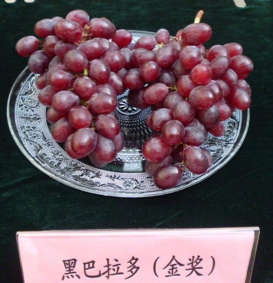 北京葡萄苗价格