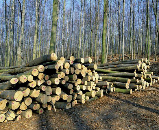 深圳市木材进口报关需要那些费用厂家黄埔港木材进口如何报关,木材进口报关需要那些费用