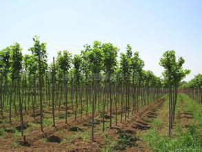 合肥市合肥绿化苗木种植基地电话厂家供应合肥绿化苗木种植基地电话