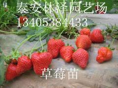 供应丰香草莓苗