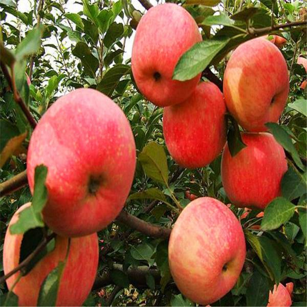 供应苹果苗种植园，山东苹果苗种植基地，泰安苹果苗批发