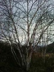 供应低价河北绿化苗木白桦油松五角枫蒙古栎图片