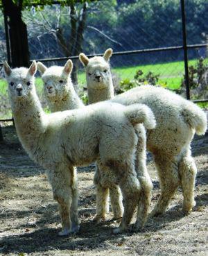 供应羊驼图片,华卡约羊驼,羊驼养殖