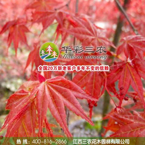 供应中国红枫 中国红枫网 红枫有哪些品种 绿化首选红枫图片