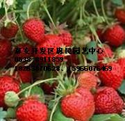 供应草莓苗 山东泰安全明星草莓苗图片