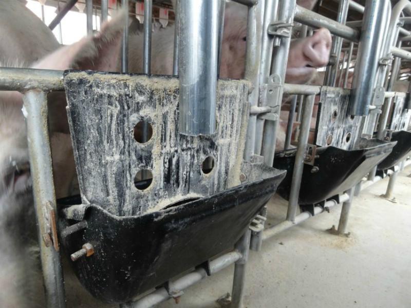 供应厂家供应母猪料线 母猪料线 自动上料系统