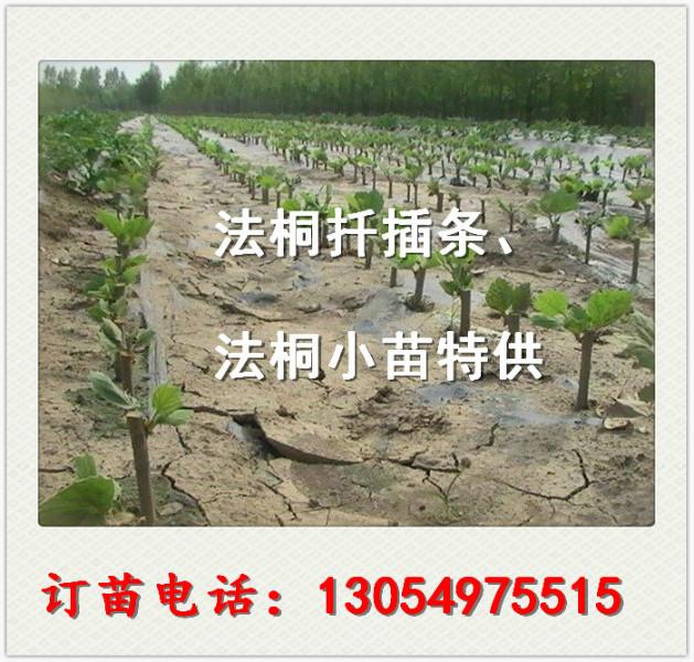 济宁市12公分厂家供应8公分法桐12公分裸根定杆法桐小苗价格
