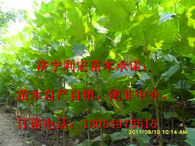 低价处理法桐扦插棒价格河北邯郸法桐种植技术