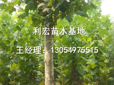 低价处理法桐扦插棒价格河北邯郸法桐种植技术