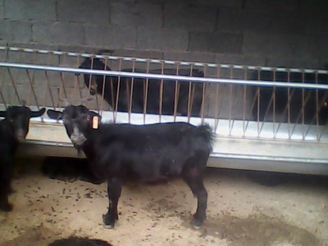 黑山羊供种基地山东肉羊养殖场批发