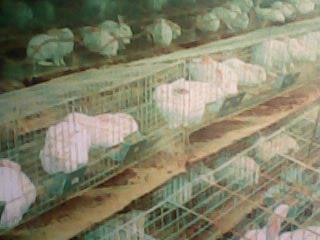 肉兔厂房环境、肉兔养殖、价格、品种、批发