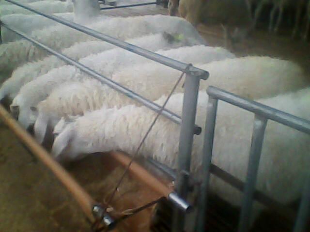 杜泊绵羊供种基地山东肉牛养殖场批发