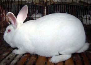 供应新西兰兔养殖基地，新西兰兔批发商，新西兰兔价格