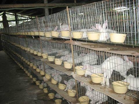 供应獭兔养殖 肉兔养殖 獭兔最新价格 獭兔养殖行情獭兔养殖肉兔养殖
