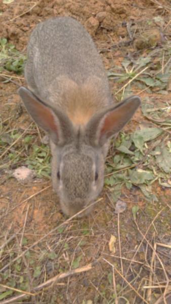 供应獭兔 獭兔种兔 獭兔养殖前景獭兔养殖场 獭兔最新价格图片