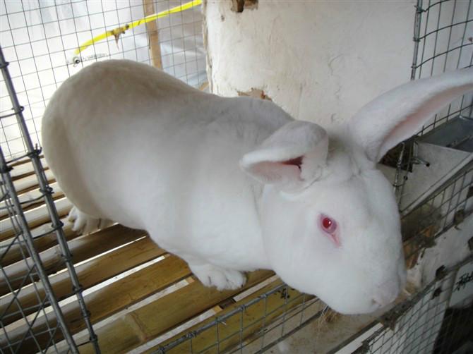 供应獭兔 獭兔种兔 獭兔肉兔獭兔的养殖前景獭兔皮市场